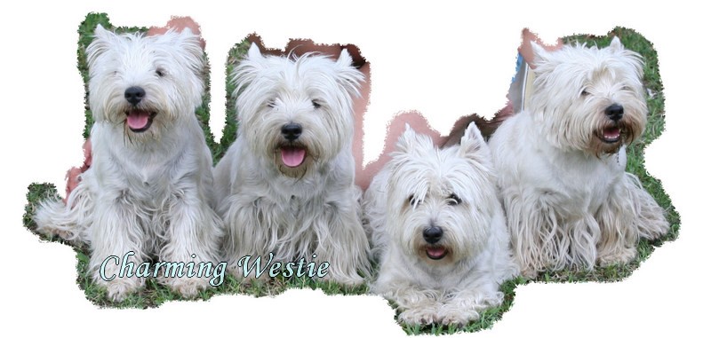 charming-westie-kennel