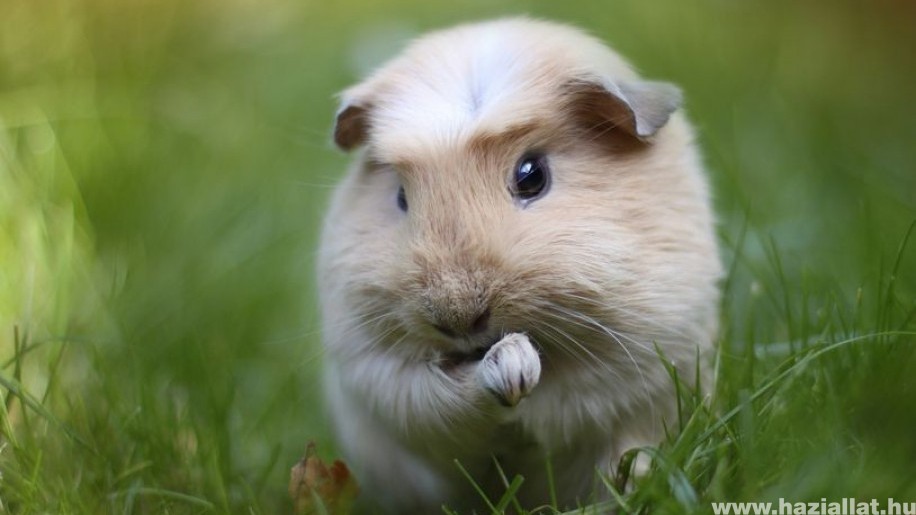 Tengerimalac fogyás, Betegségek