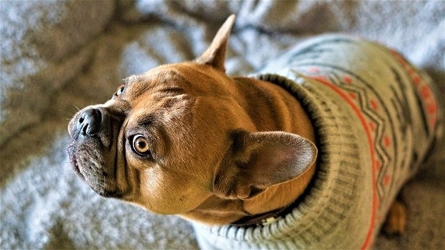 french-bulldog-4652434_640 french-bulldog-4652434_640