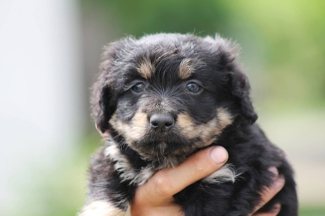 dog-g682e6a449_640 dog-g682e6a449_640