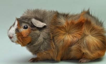 abyssinian-guinea-pig