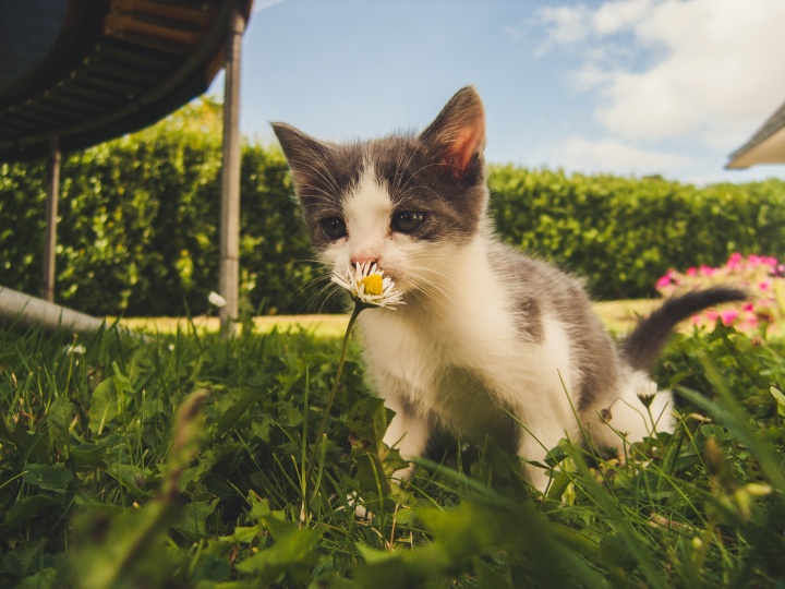pexels-alex-b-1472999 pexels-alex-b-1472999