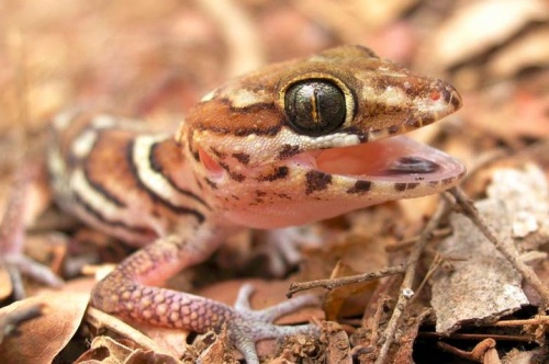 Madagaszkári tarka gekkó