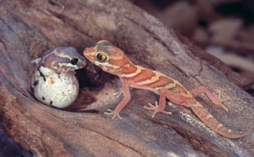 Madagaszkári tarka gekkó