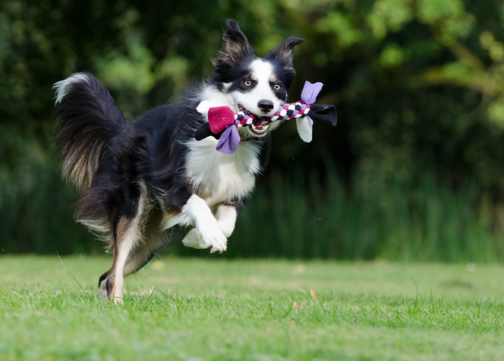 border-collie-g893f4dfc4_1280