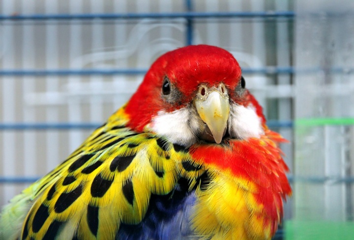 rosella-3650684_1280