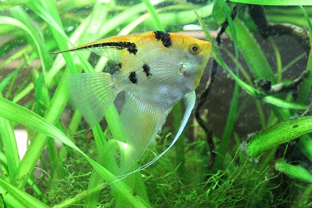 pterophyllum-scalare-3243902_640