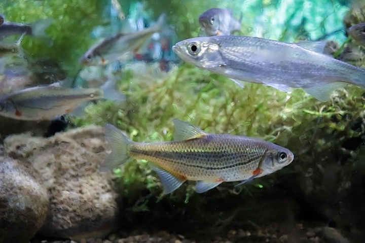 edesvizi_akvarium_kialakitasa edesvizi_akvarium_kialakitasa