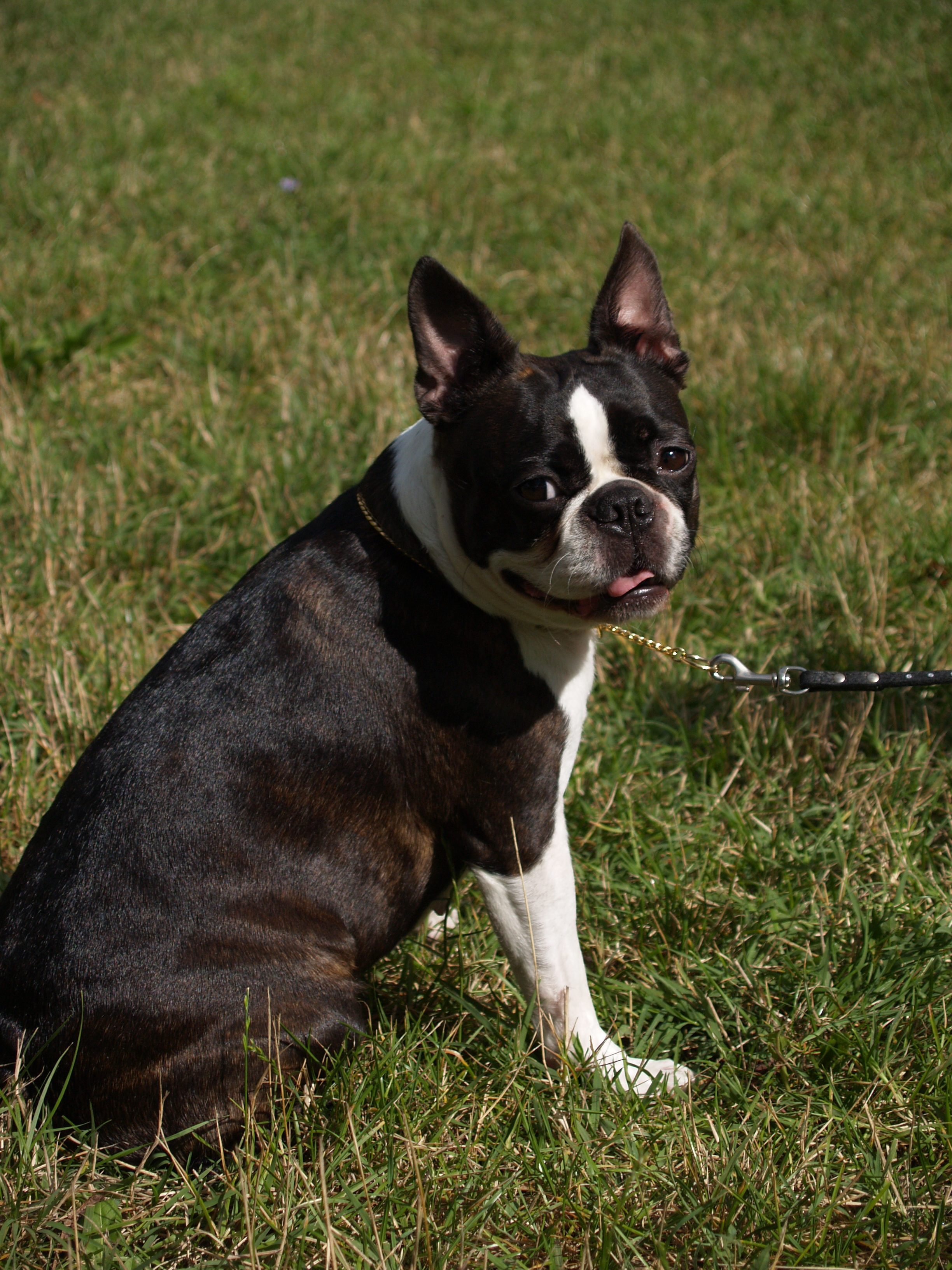 boston-terrier-kutyus