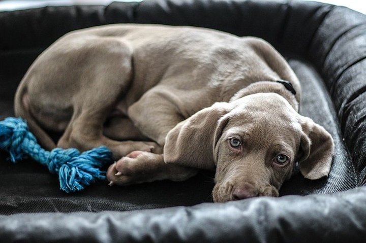weimari_vizsla_kutya weimari_vizsla_kutya