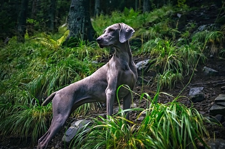 weimari_vizsla_kutyafajta weimari_vizsla_kutyafajta