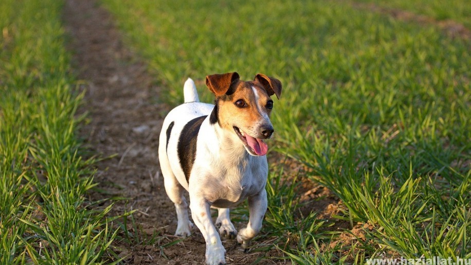 hogyan fogyhat a jack russellem