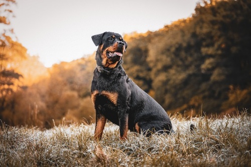 rottweiler-g283ac5c92_640_01