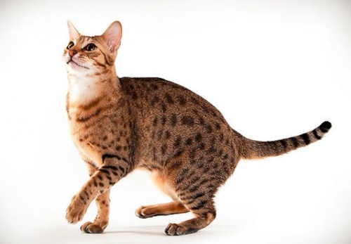 Ocicat macska