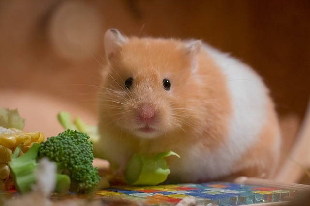cute-3161014_640 cute-3161014_640