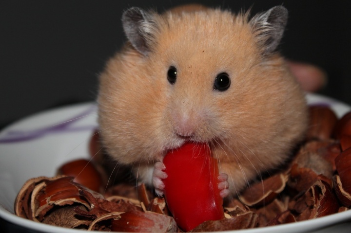 goldhamster-943373_1280