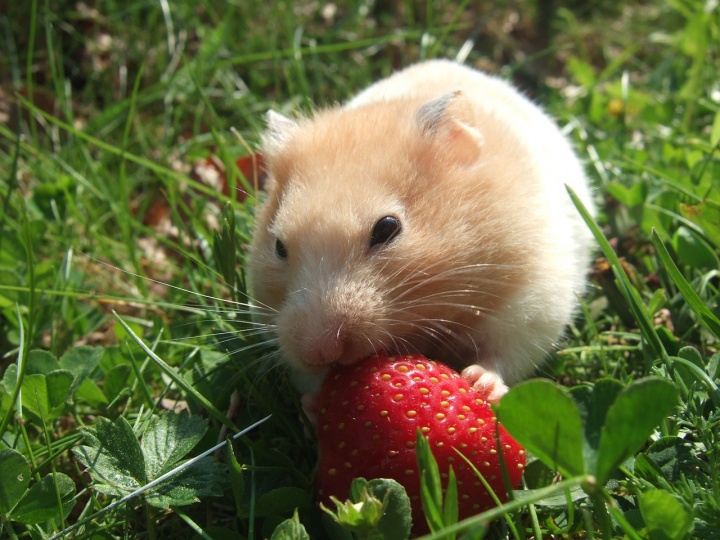 hamster-727293_1280