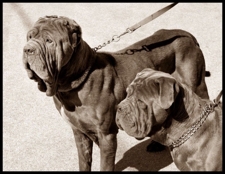 large_mastiff_b3844e90f7 large_mastiff_b3844e90f7