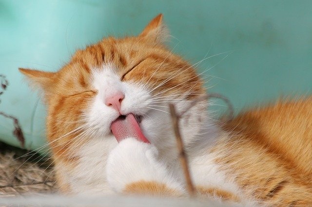 cat-323262_640 cat-323262_640