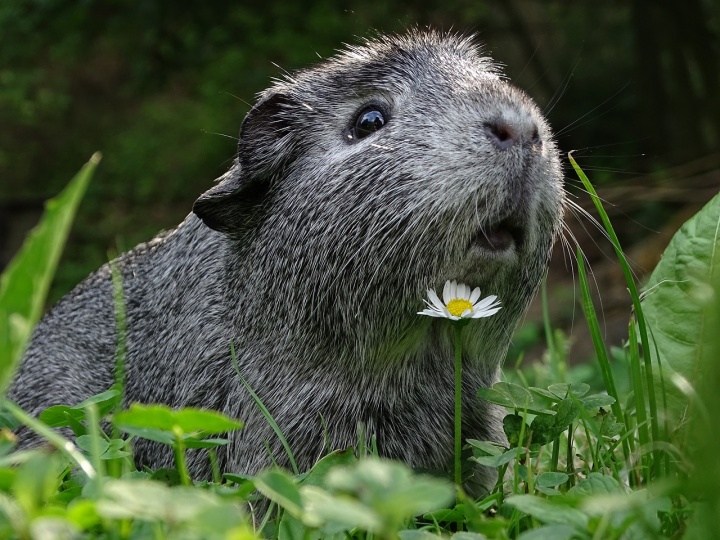 guinea-pig-g95f90e908_1280 guinea-pig-g95f90e908_1280