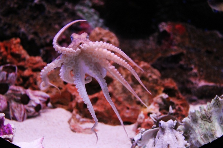 octopus-259740_1280