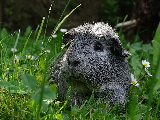 guinea-pig-3156140_640