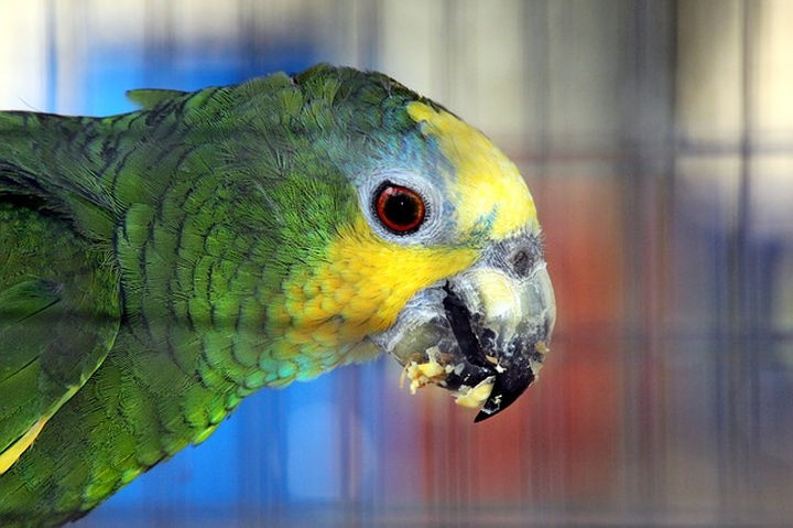 venezuelai_amazon_papagaj venezuelai_amazon_papagaj