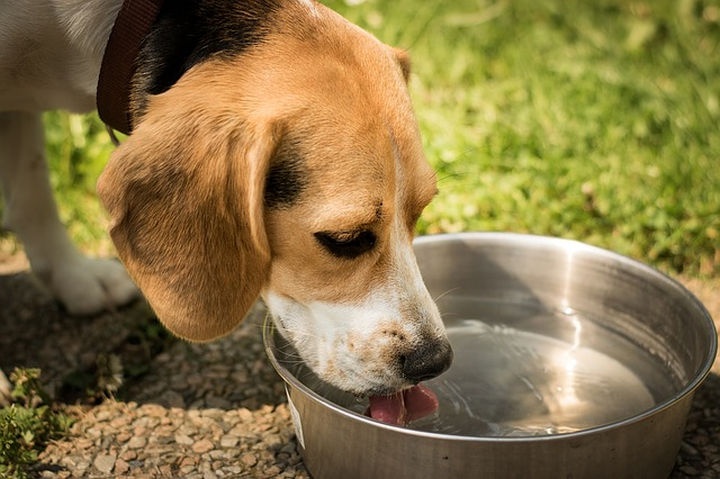 mennyi_vizet_iszik_kutya