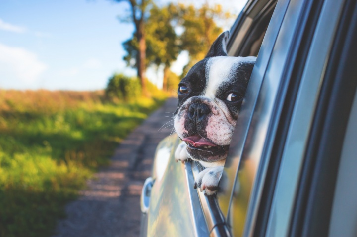 white-and-black-short-coat-puppy-on-black-window-car-134392