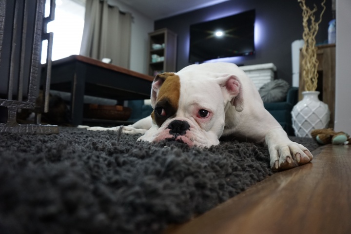 white-and-tan-english-bulldog-lying-on-black-rug-164446