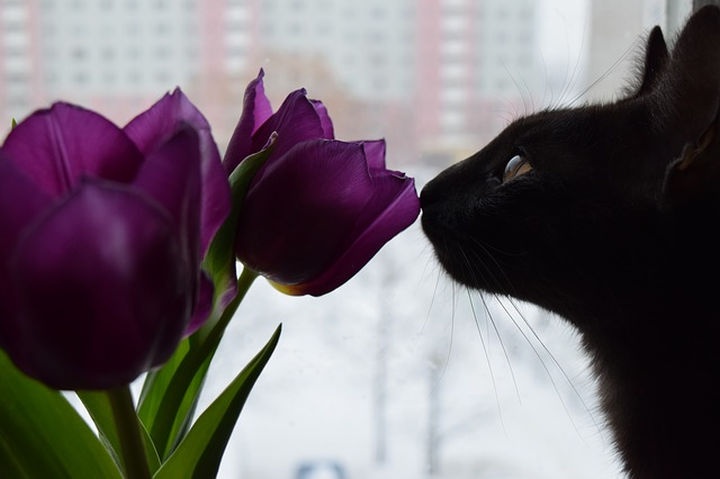 cica_macska_tulipan_viragok_02 cica_macska_tulipan_viragok_02
