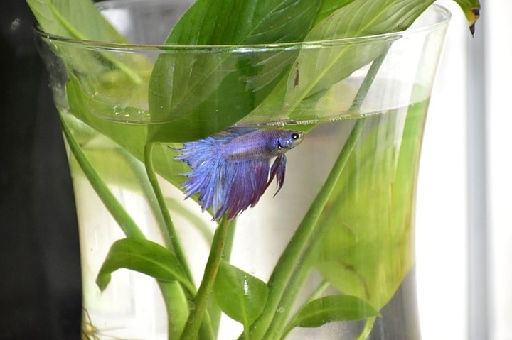 betta_sziami_harcoshal_akvarium