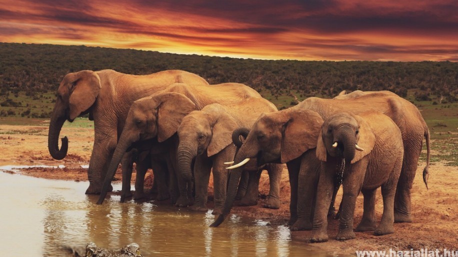 miért rossz az elefántok látása