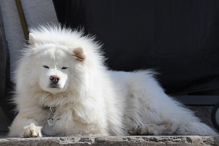 samoyed_szamojed_kutyafajta samoyed_szamojed_kutyafajta