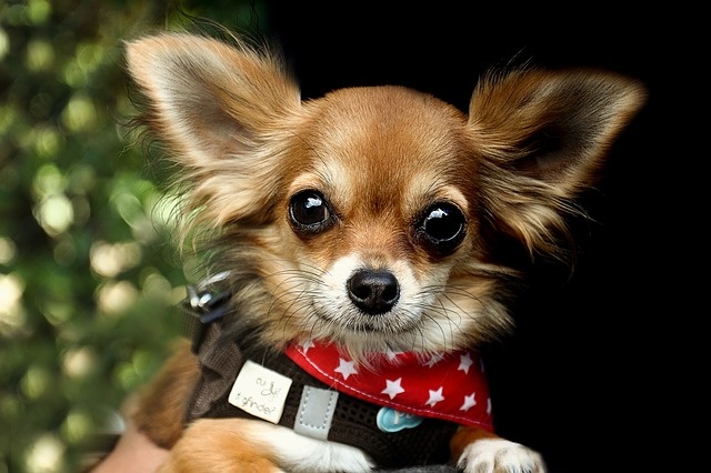 chihuahua-2765389_640 chihuahua-2765389_640