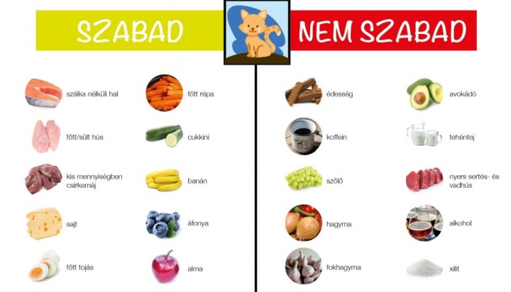 macska_ehet_nem_ehet macska_ehet_nem_ehet