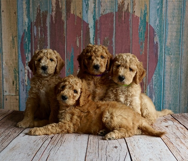 puppies-2044168_640