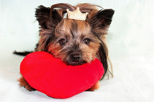 yorkshire-terrier-3996219_640