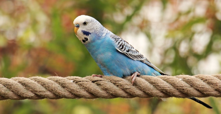 budgie-g364666d4d_1280