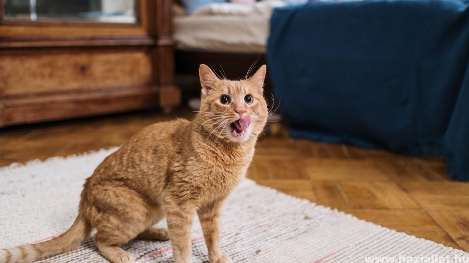 Ismerd meg a macska mikrochip előnyeit!