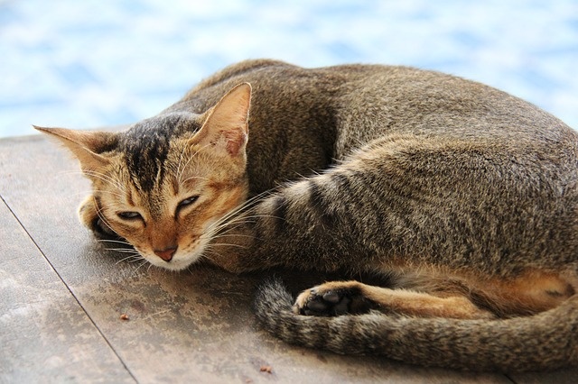 cat-597990_640 cat-597990_640