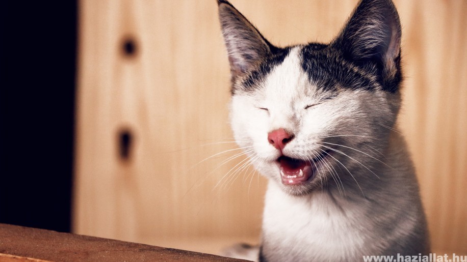 hogyan kezeljük a macskák helmintikus fertőzéseit gyógyszerek májban élő férgek számára