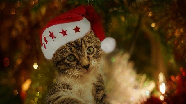 cat-4643133_640 cat-4643133_640