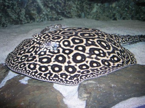 potamotrigon_sp._pearl