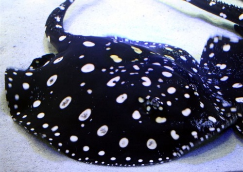 potamotrygon_black_diamond_leopoldi