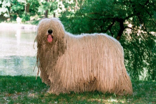 komondor