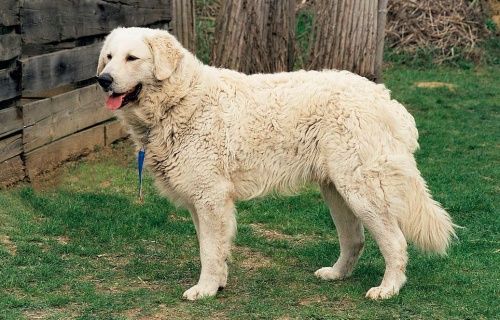 kuvasz