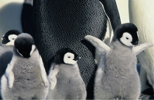pingvin_repul