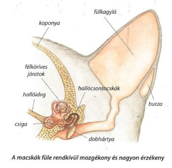 macska füle, macska hallása