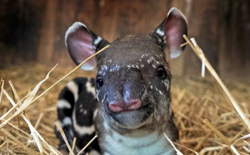 tapir-veszpremi-alltkert